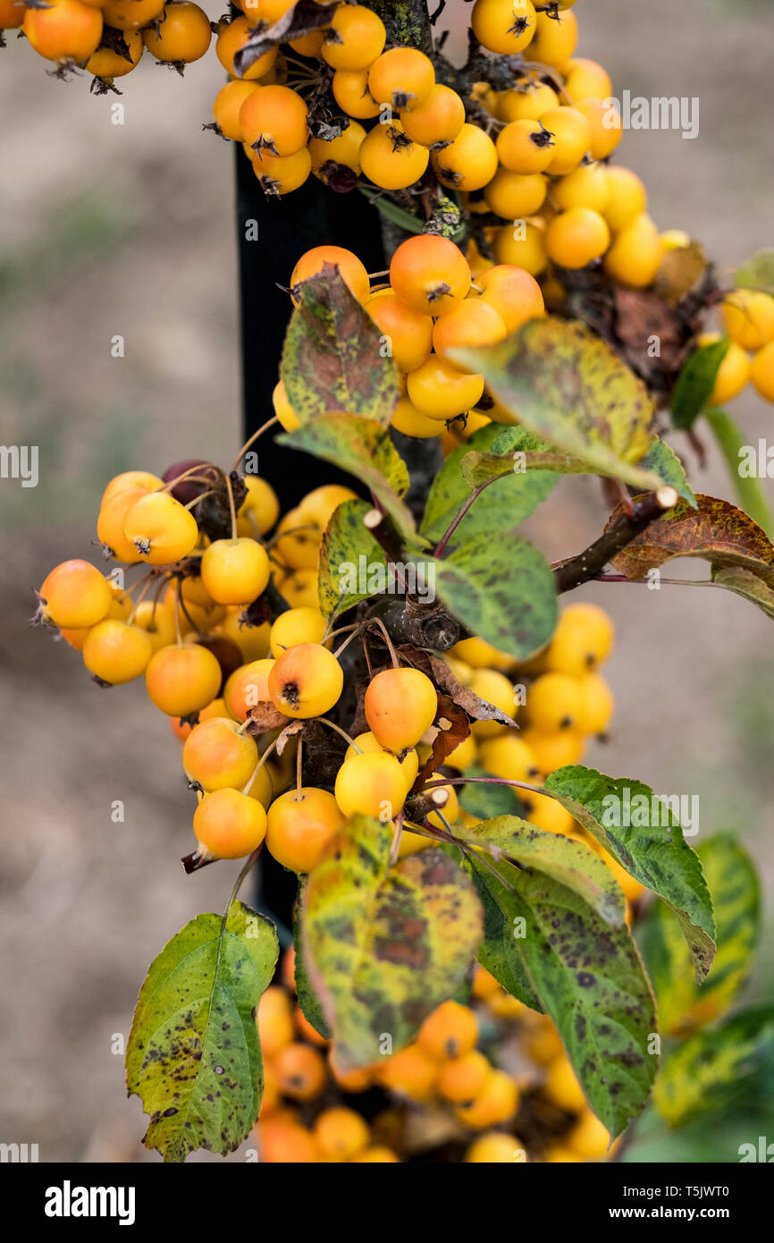 Ein Cluster von Gelb malus Beeren, kleine Krabbe Äpfel auf einem Baum in einem Obstgarten. Stockfoto