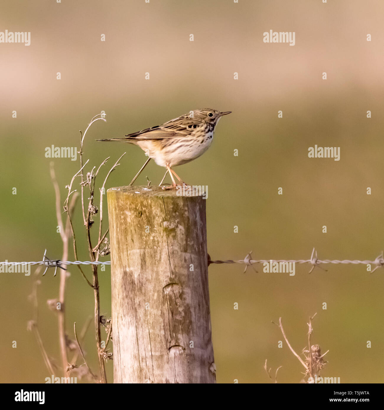 Wiesenpieper (Anthus pratensis) sitzt auf einem zaunpfosten entlang dem North Norfolk Küste weg England Großbritannien Stockfoto