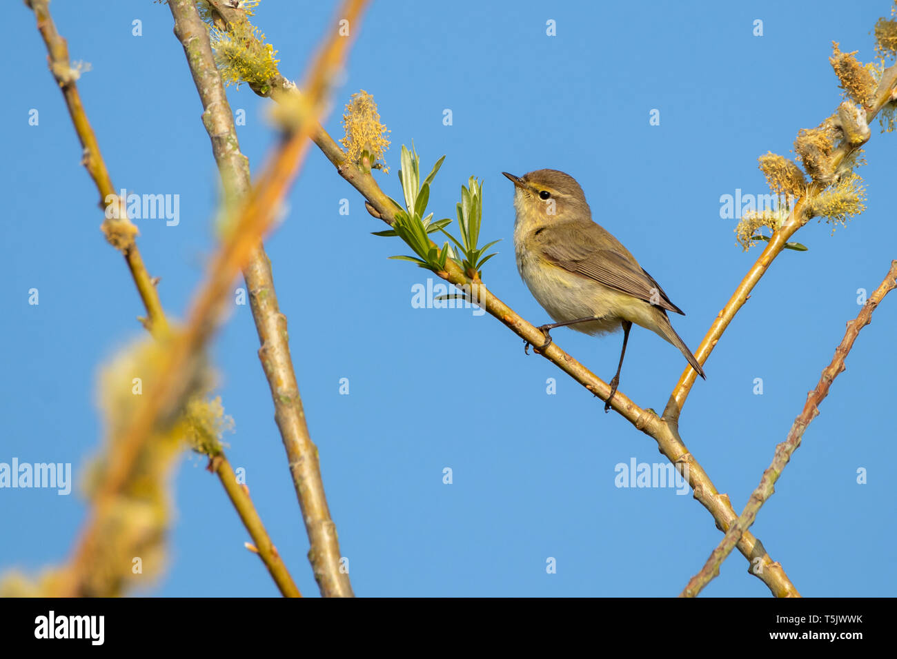 Fitis (Phylloscopus trochilus) im Sommer Leys Naturschutzgebiet Northamptonshire Stockfoto