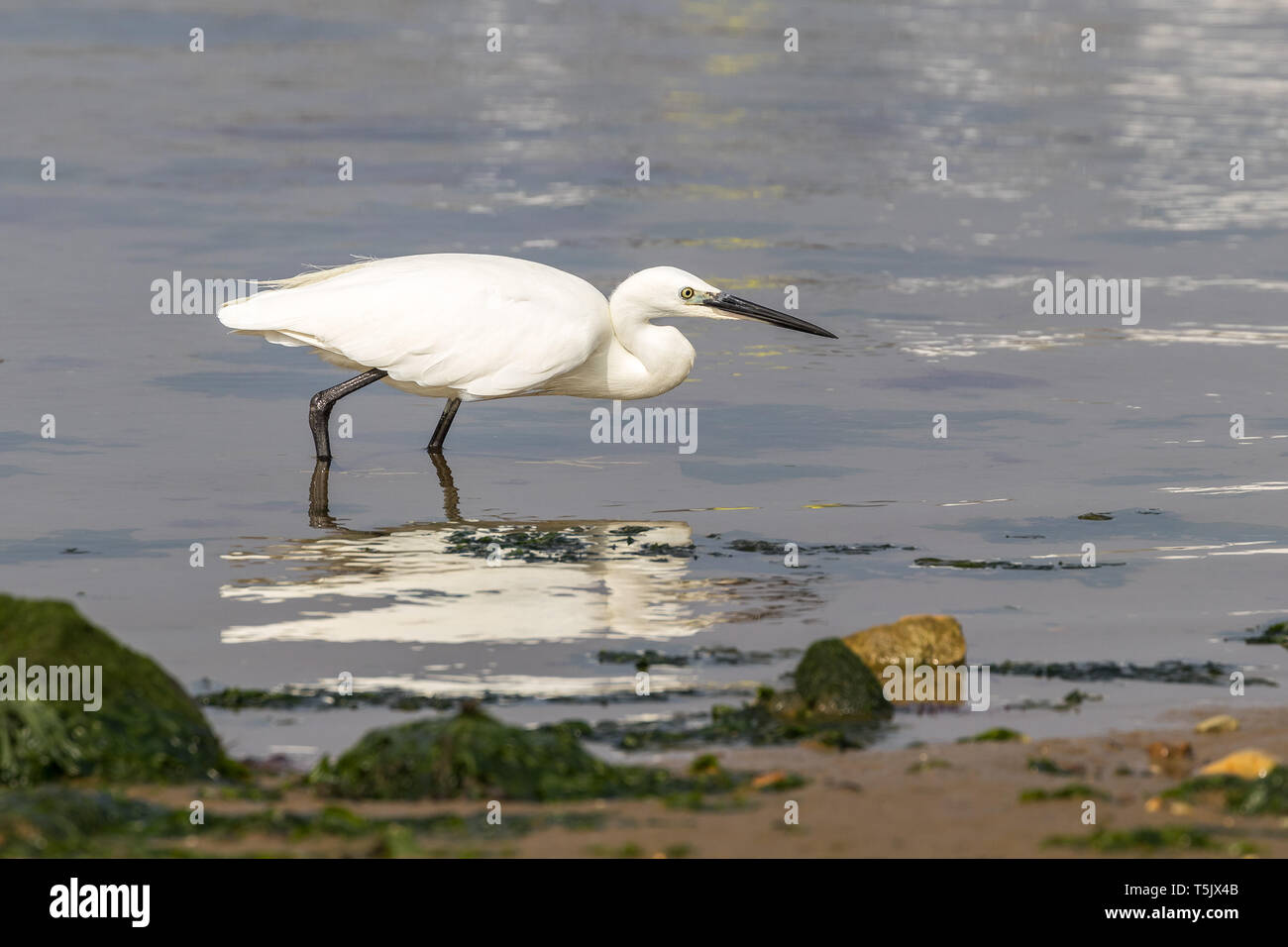 Seidenreiher am Rand des Meeres in Englang Mudeford Sandbank Dorset UK Stockfoto