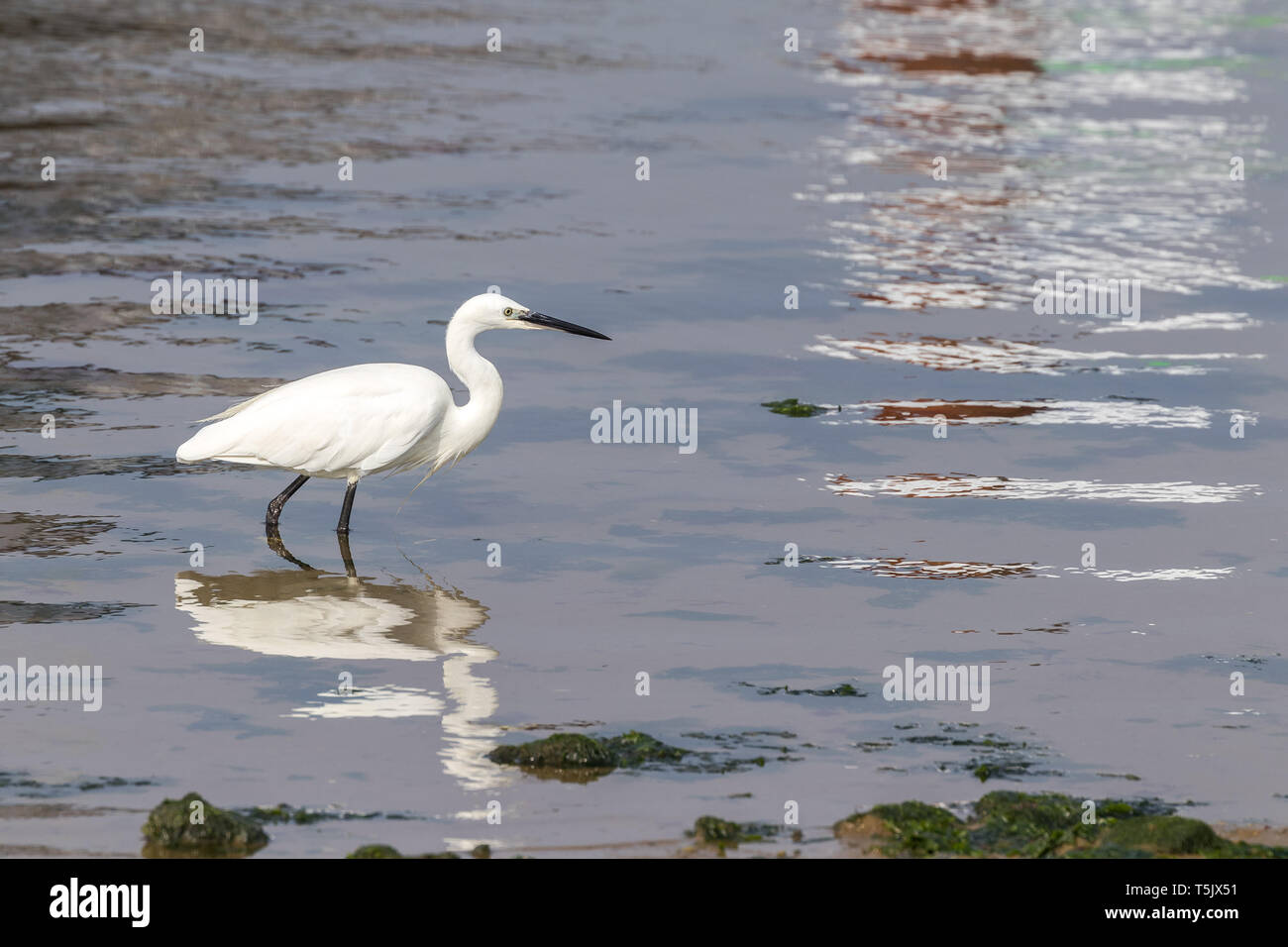 Seidenreiher am Rand des Meeres in Englang Mudeford Sandbank Dorset UK Stockfoto