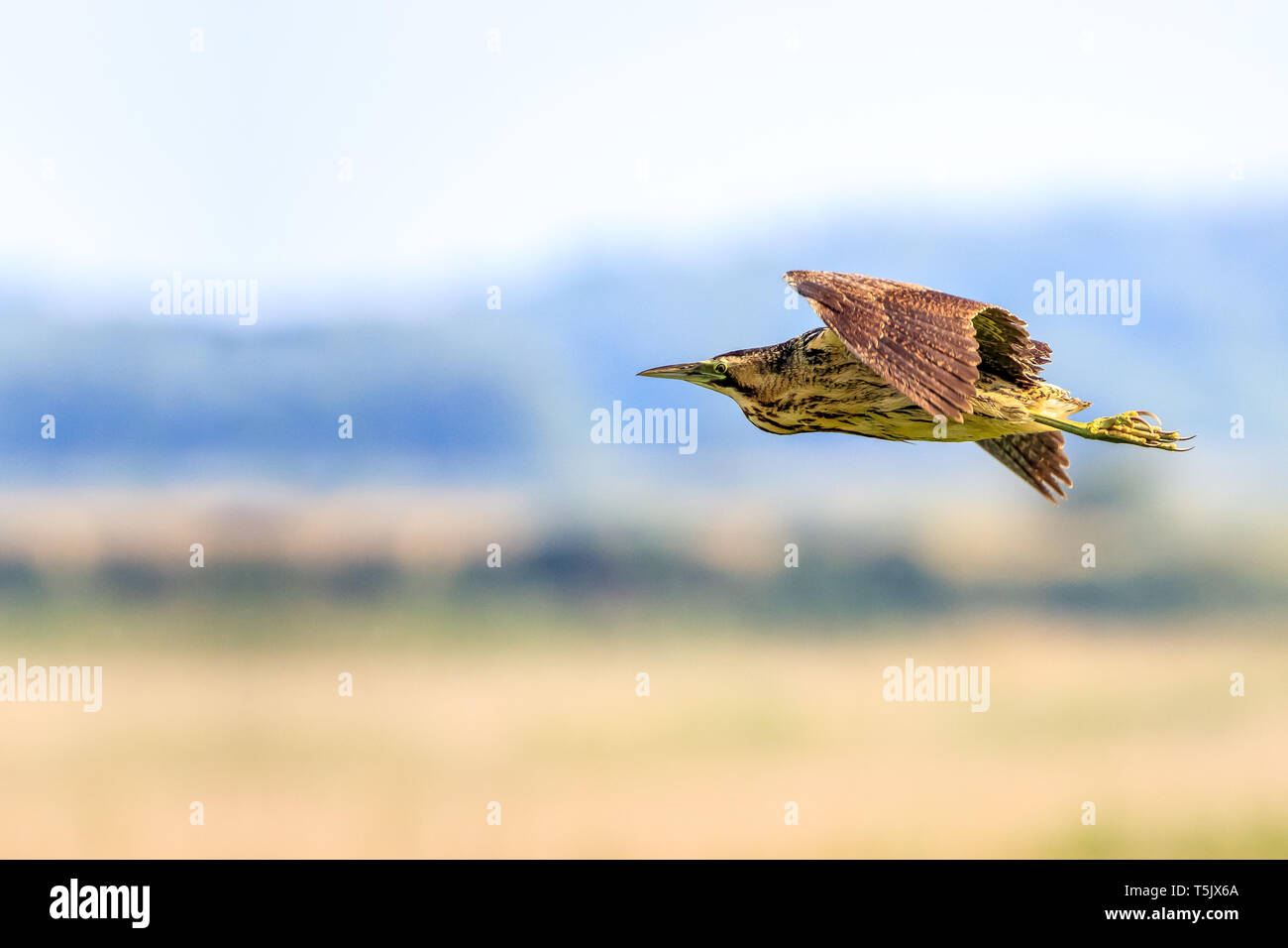 Rohrdommel (Botaurus stellaris) Flug über den schilfgebieten an RSPB Minsmere in Suffolk, Englsnd Stockfoto