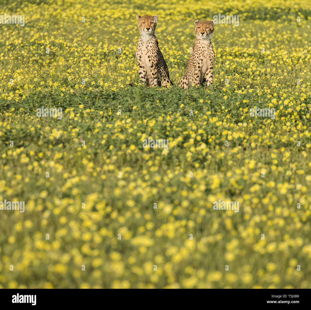 Cheetah Cubs gerade ihre Mutter Jagd in Mashatu, Botswana Stockfoto