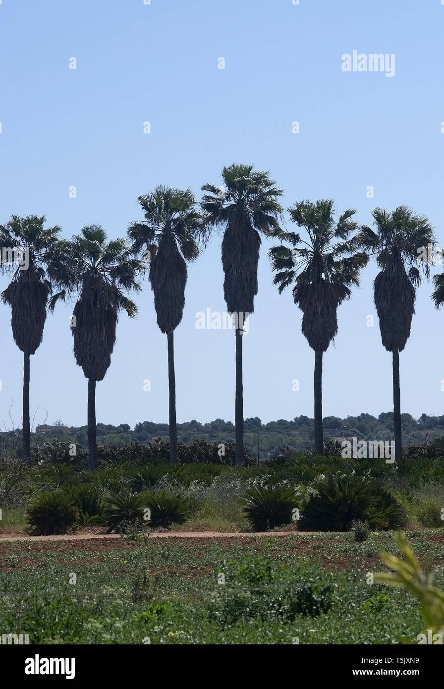 Palmen in einer Reihe mit hohen Trunks abstrakte isoliert Stockfoto
