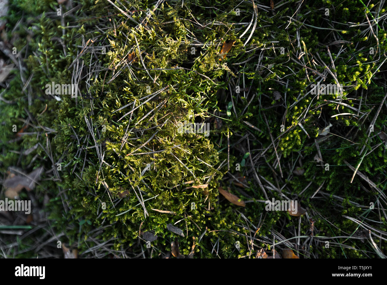 Green Moss in den Sonnenuntergang Wald mit warmem Licht und Sonne flare durch die Bäume - Ostsee Holz - Ausschreibung Stockfoto