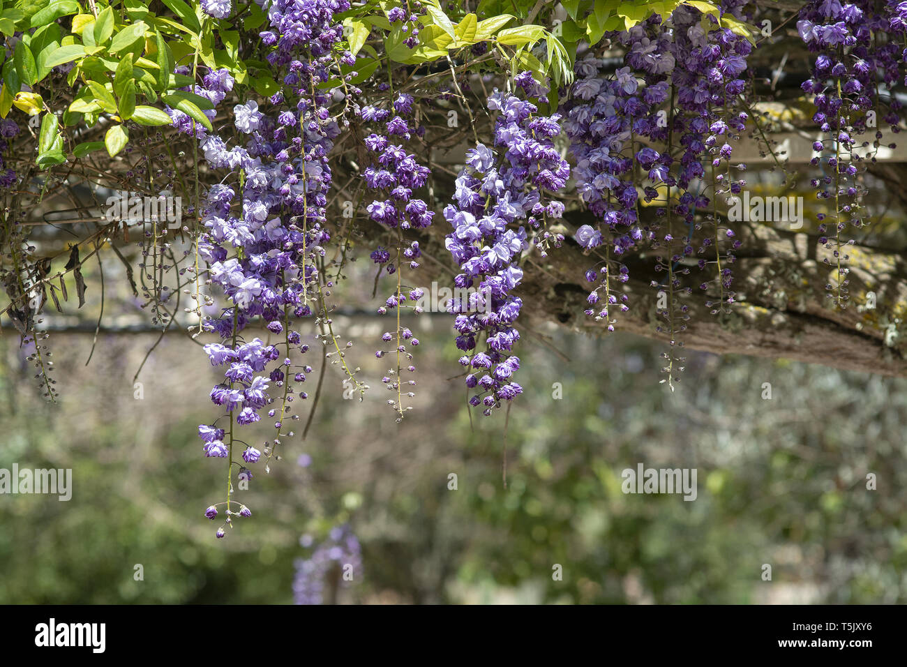 Kaskade von hellen blauen und violetten Wisteria Blumen im Frühling Stockfoto