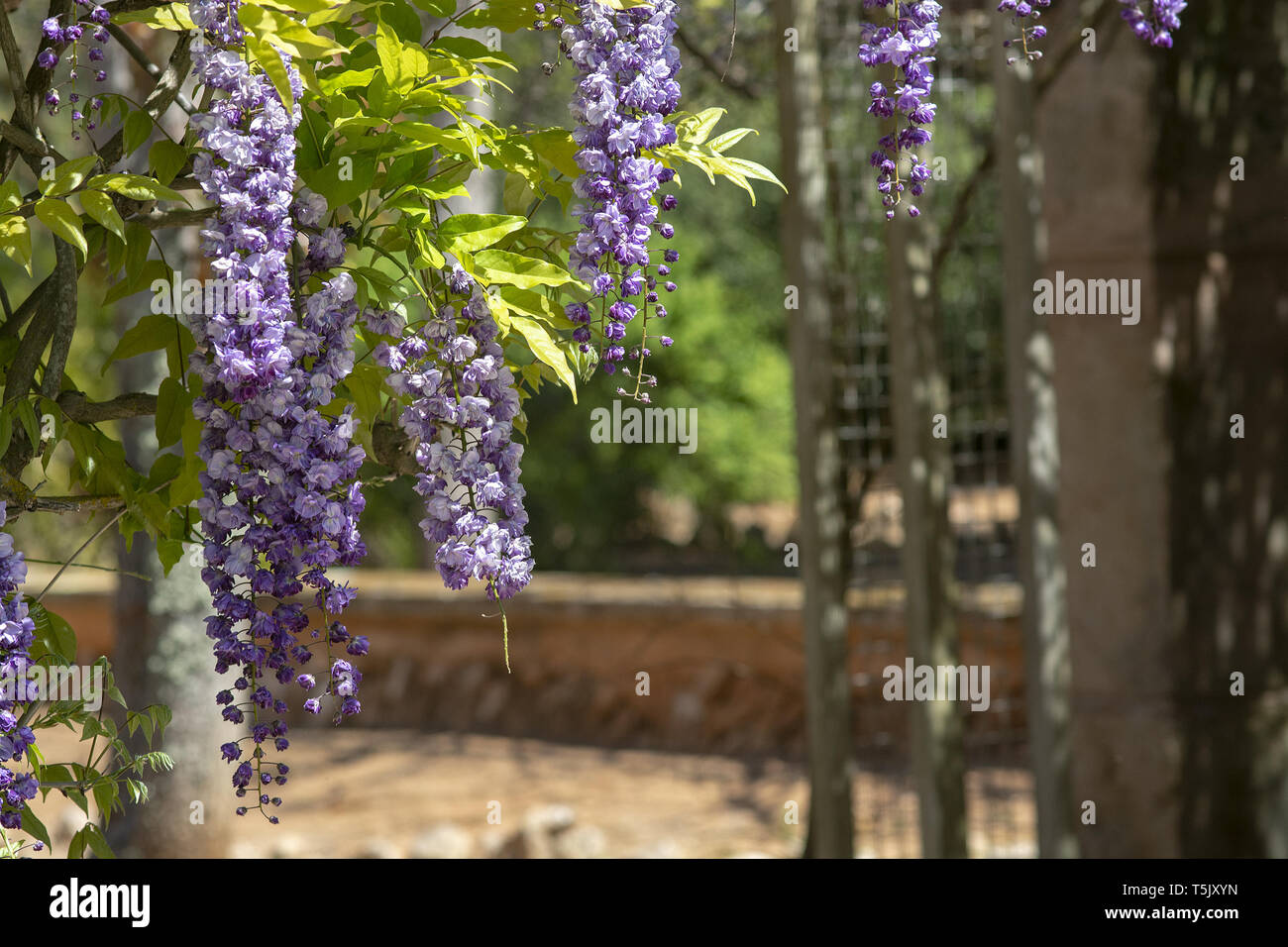Kaskade von hellen blauen und violetten Wisteria Blumen im Frühling Stockfoto