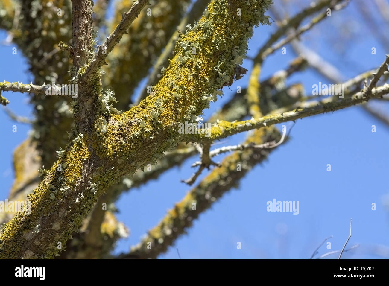 Gelbe flechten wächst auf Baumstämmen mit blauen Himmel hinter Stockfoto