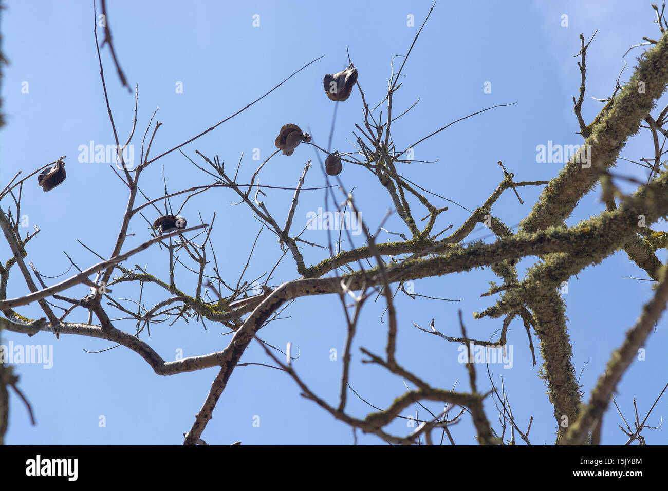 Jacaranda Baum im Frühling mit Samenkapseln gegen den blauen Himmel. Stockfoto
