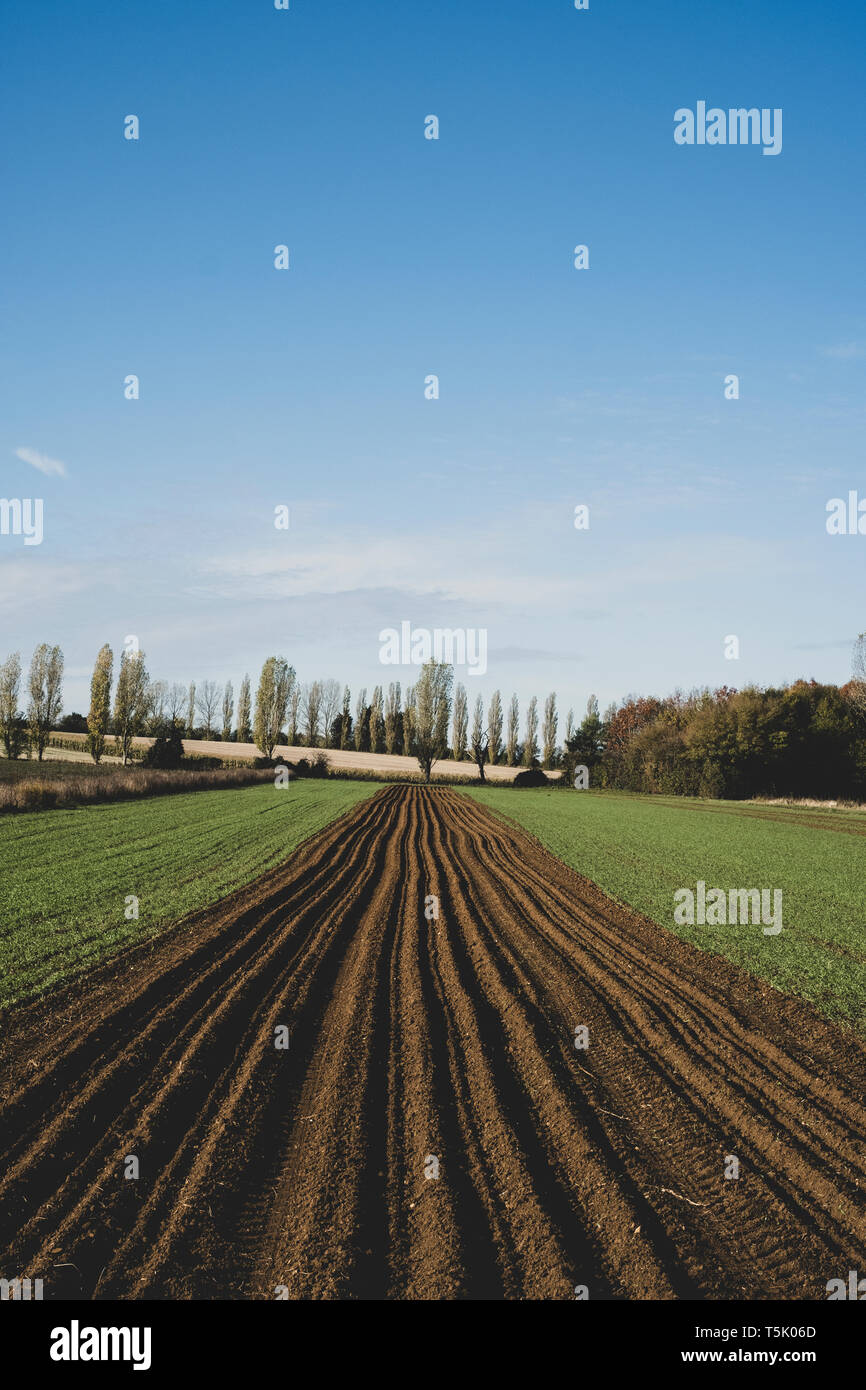 Blick entlang einen frisch gepflügten Feldes, Pappeln und Wald im Hintergrund. Stockfoto