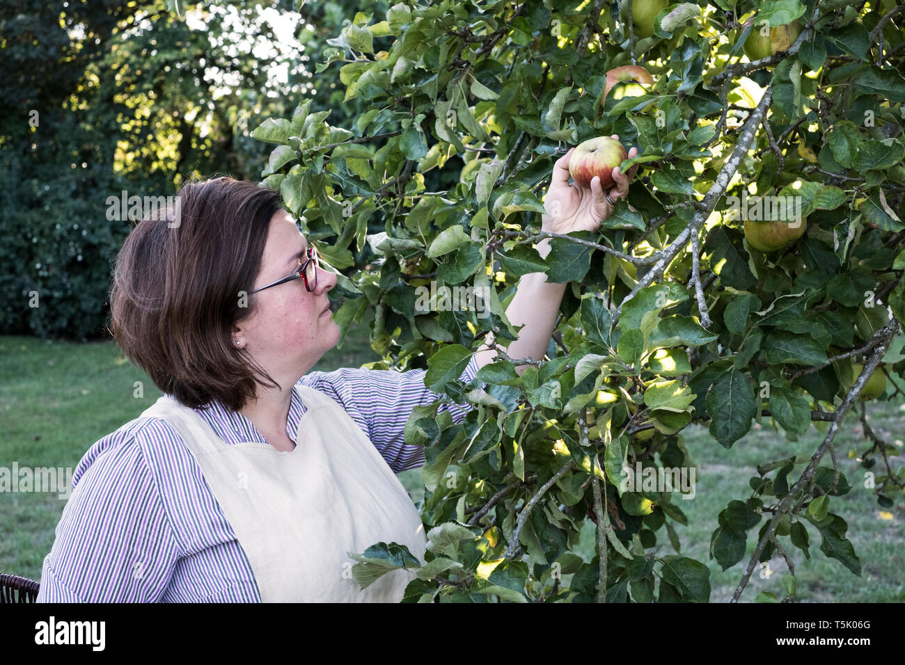 Frau mit Schürze und Gläser die Ernte roter und grüner Apfel von einem Baum. Stockfoto