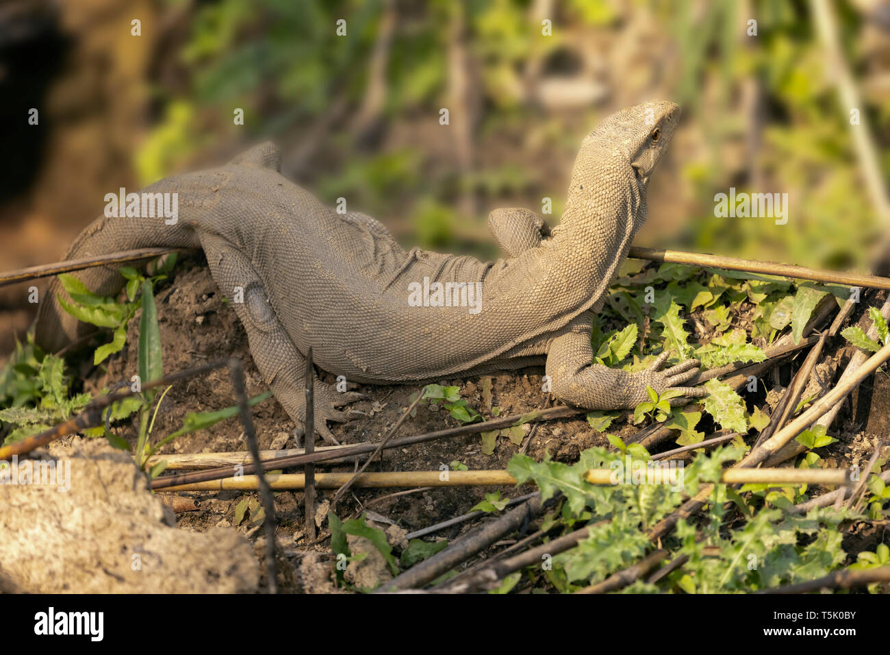 Die warane sind grosse Echsen der Gattung Varanus. Dieses in Ctwan National Park Nepal finden Stockfoto