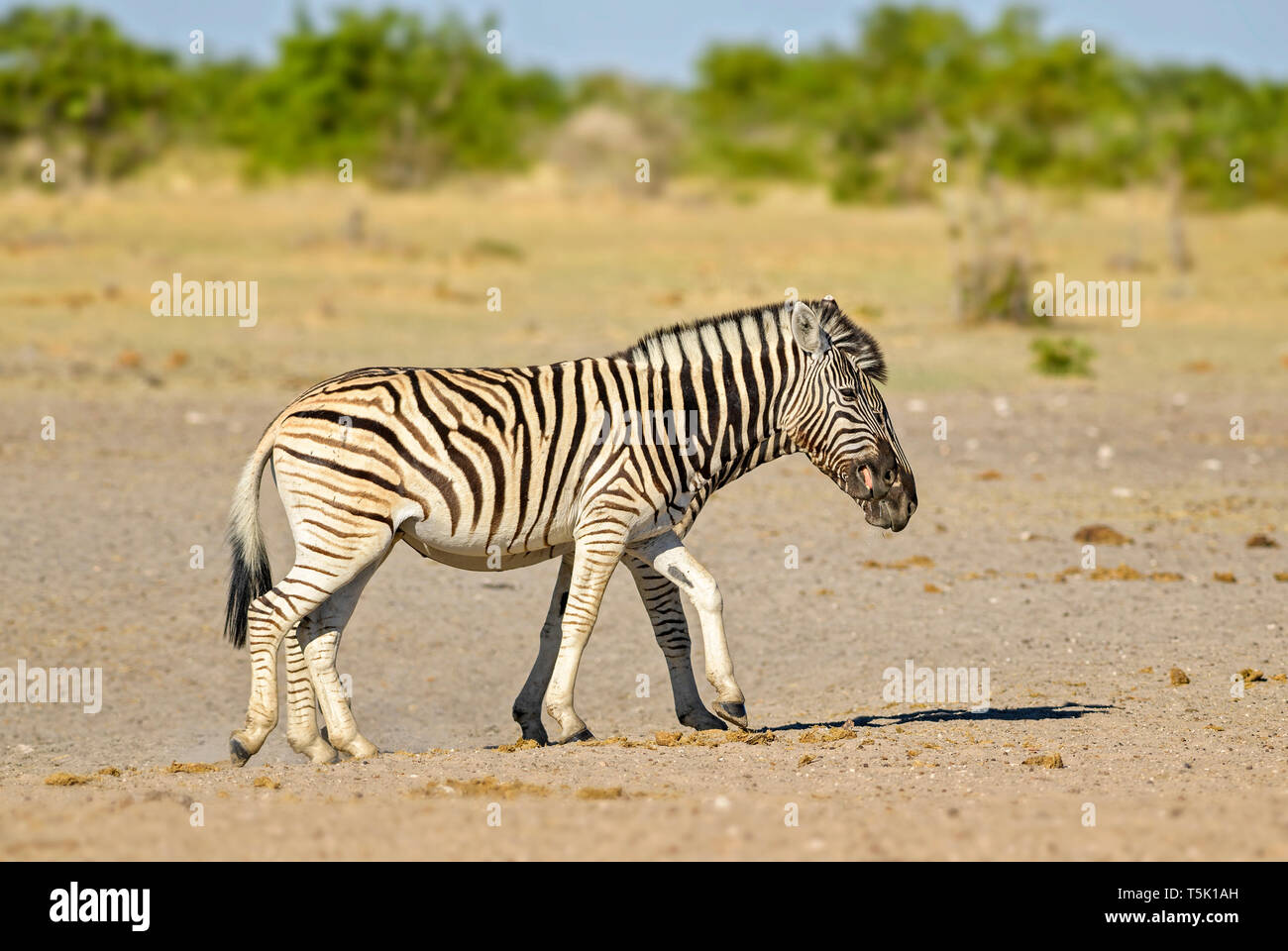 Ebenen Zebra - Equus quagga, große beliebte Pferd wie Tier aus afrikanischen Savannen, Etosha National Park, Namibia Stockfoto