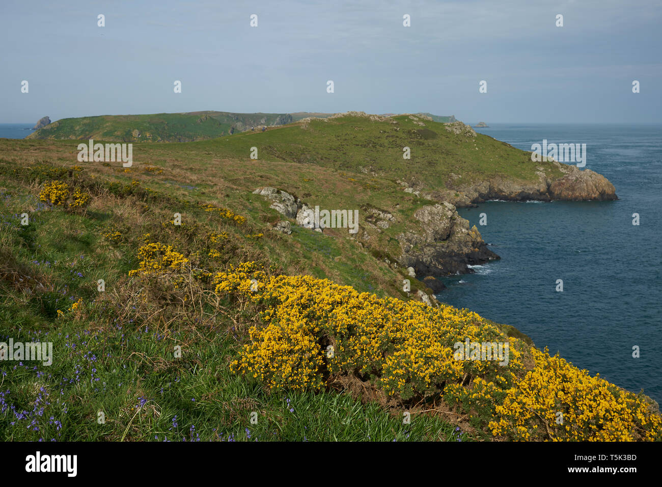 Frühling Blumen an der Küste von Pembrokeshire in Wales, Vereinigtes Königreich. Insel Skomer im Hintergrund. Stockfoto