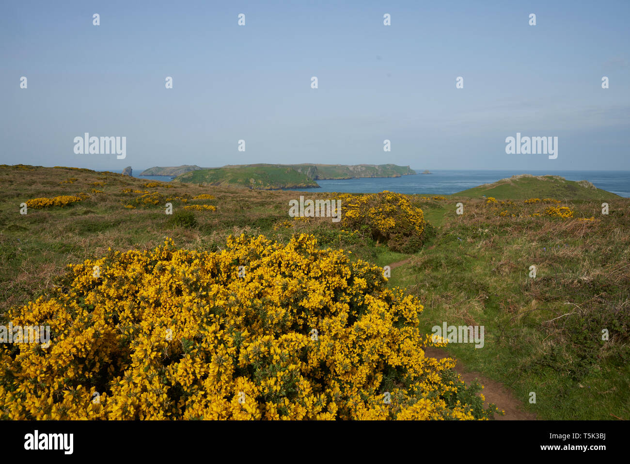 Frühling Blumen an der Küste von Pembrokeshire in Wales, Vereinigtes Königreich. Insel Skomer im Hintergrund. Stockfoto