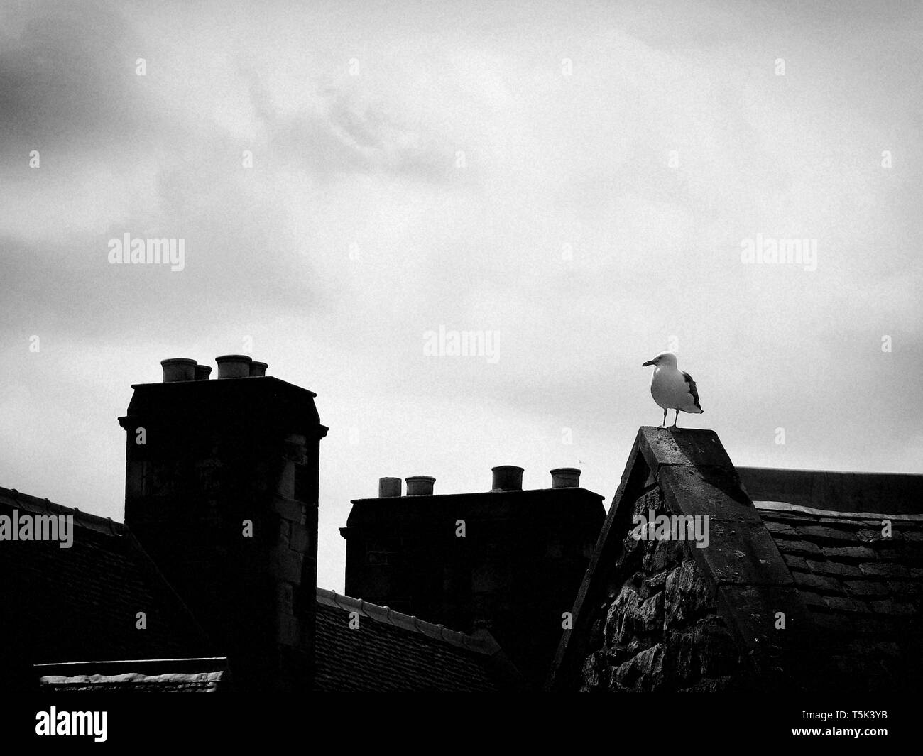 Möwe auf dem Dach, Edinburgh, Schottland. Stockfoto