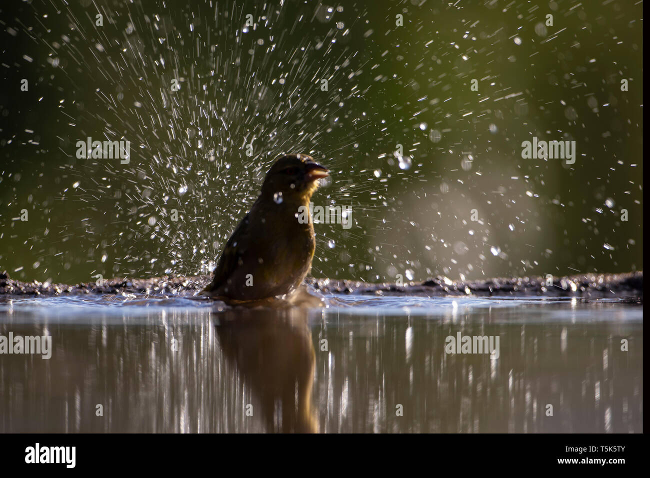 Kleiner Vogel ein Halo von Wassertröpfchen, wie es in einer flachen Lagune in Südafrika badet Stockfoto
