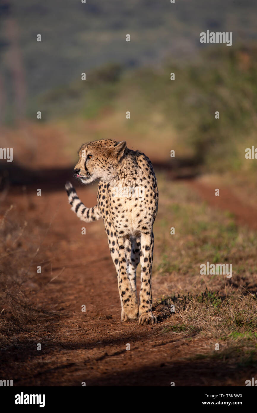 Gepard Acinonyx jubatus Herumstreichen entlang einem Feldweg in Kwa Zulu Natal, Südafrika Stockfoto