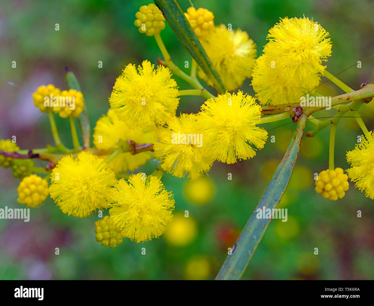 Schöne bunte Mimosa ( Acacia Baileyana) Baum Zweig. Nahaufnahme auf gelbe Kugel Form Blumen. Lebendige Frühling Bild. Stockfoto