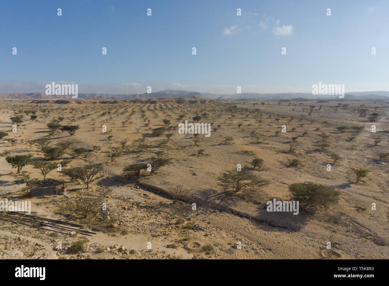 Weihrauch Bäume, Salalah, Dhorfar, Oman Stockfoto