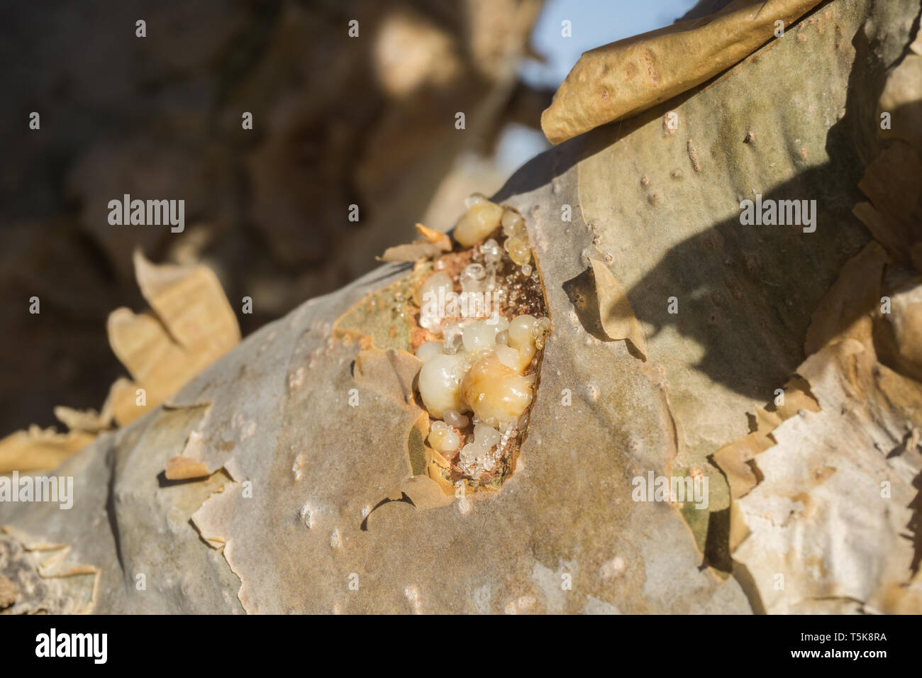 Weihrauch Baum, Dhorfar, Oman Stockfoto