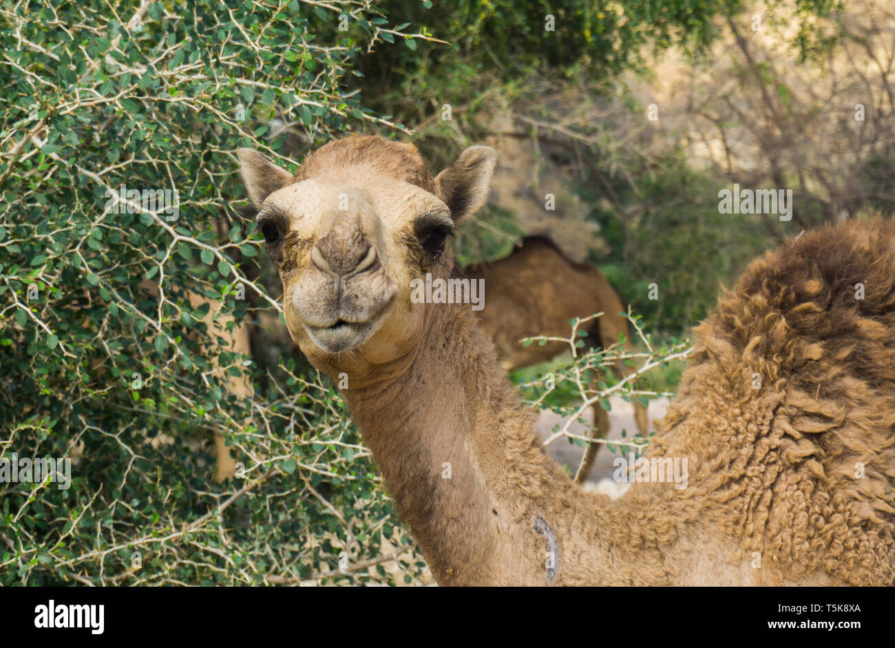 Kamel, Salalah, Oman Stockfoto