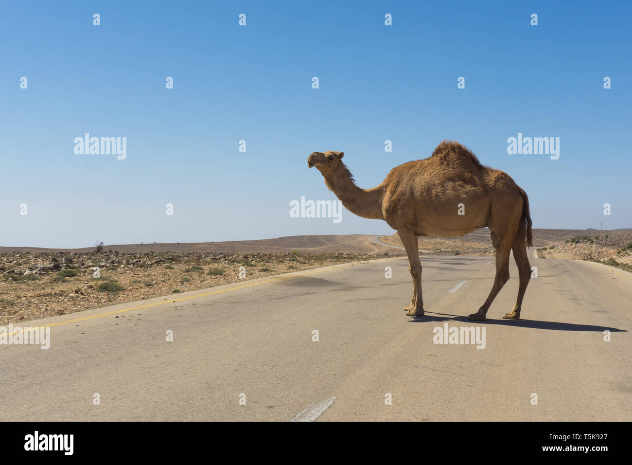 Kamele auf Straße, Salalah, Dhorfar, Oman Stockfoto