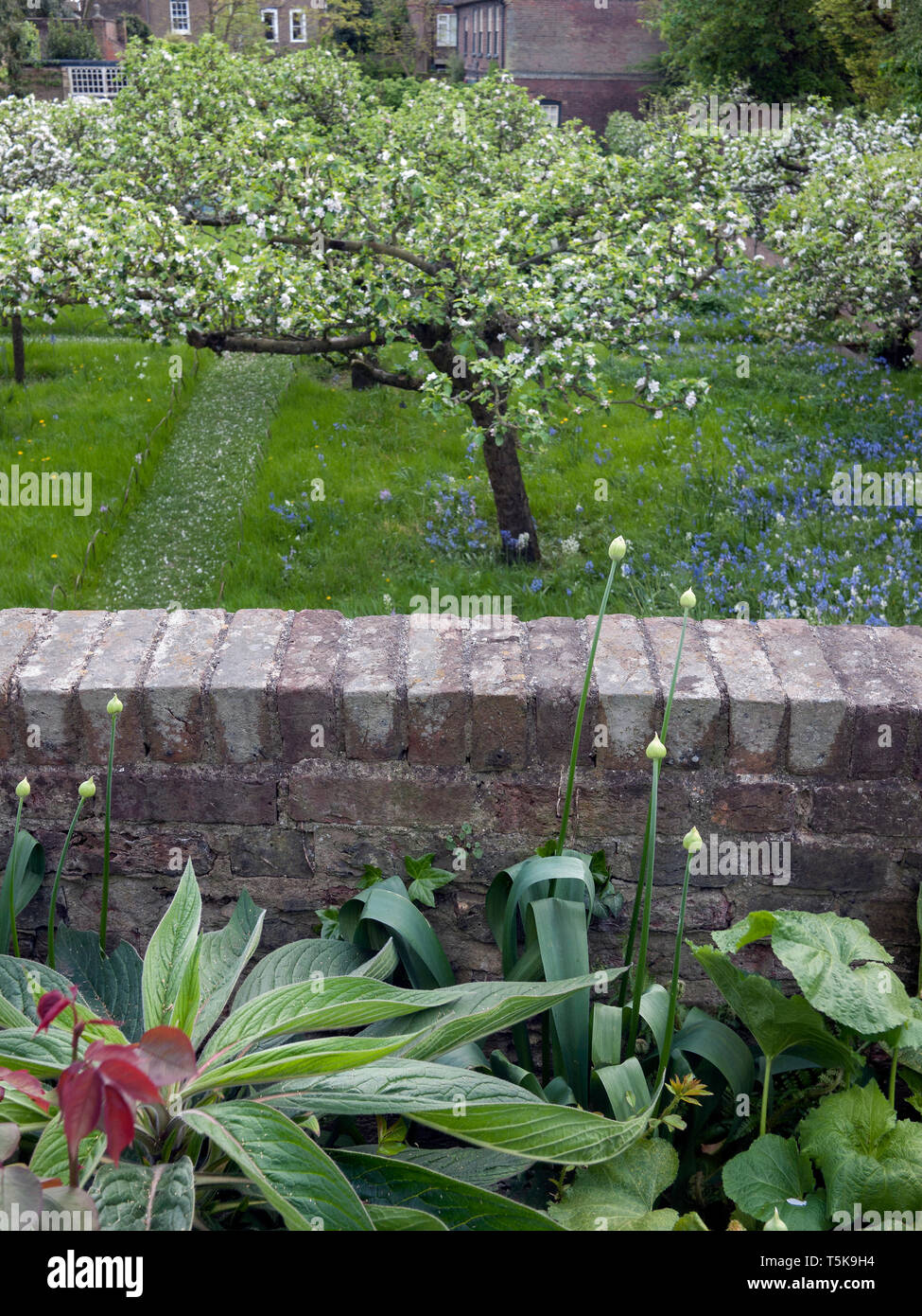 Ein kleines traditionelles Obstgarten im Frühling. Stockfoto