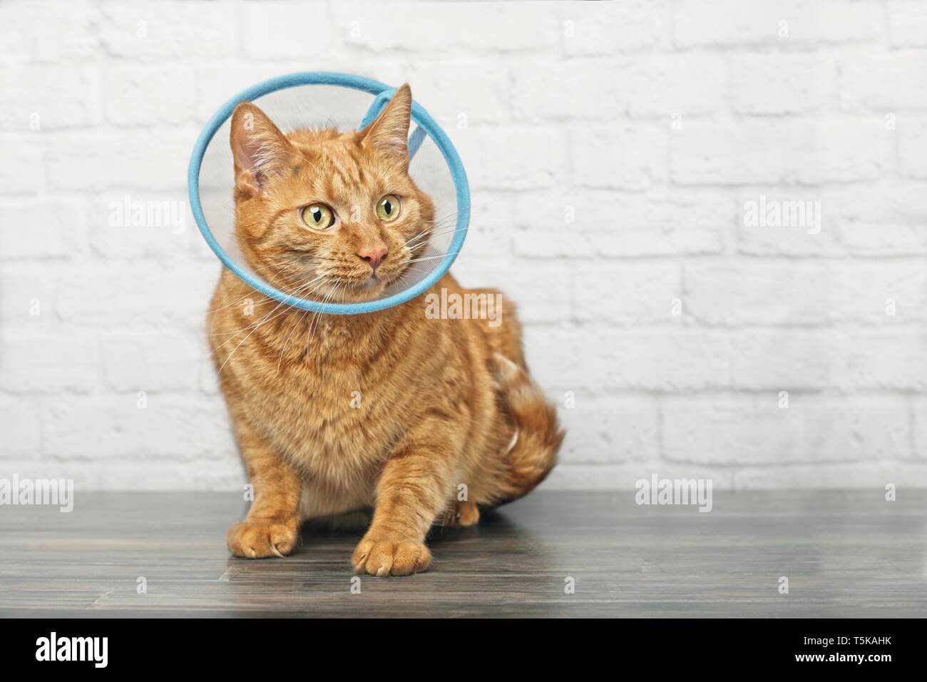 Sick rote Katze mit einem Haustier Kegel vor einer Mauer sitzen und seitwärts. Stockfoto