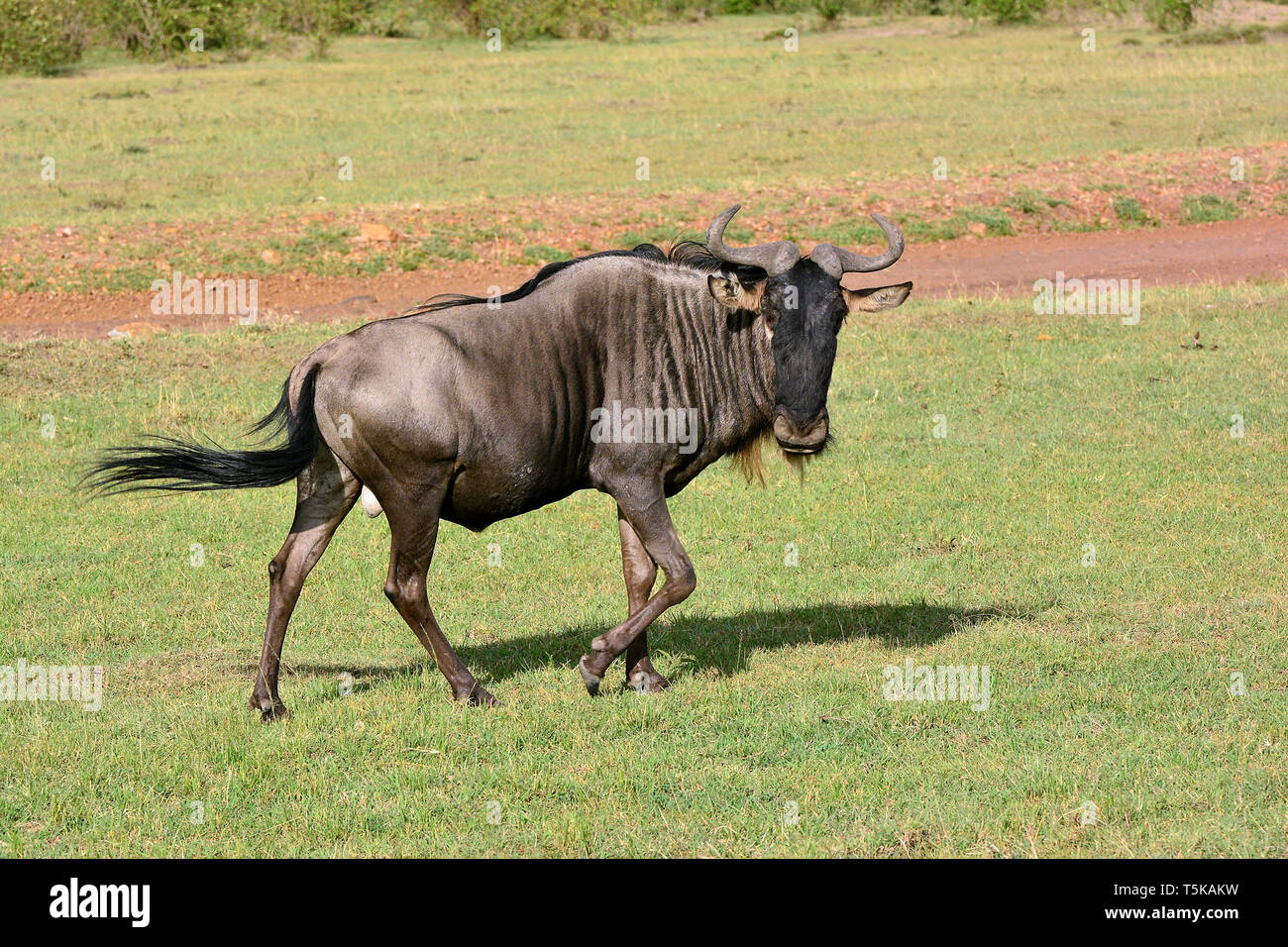 Blue Wildebeest, gemeinsame Gnus Connochaetes taurinus, Streifengnu, gnú Csikos auf! Stockfoto