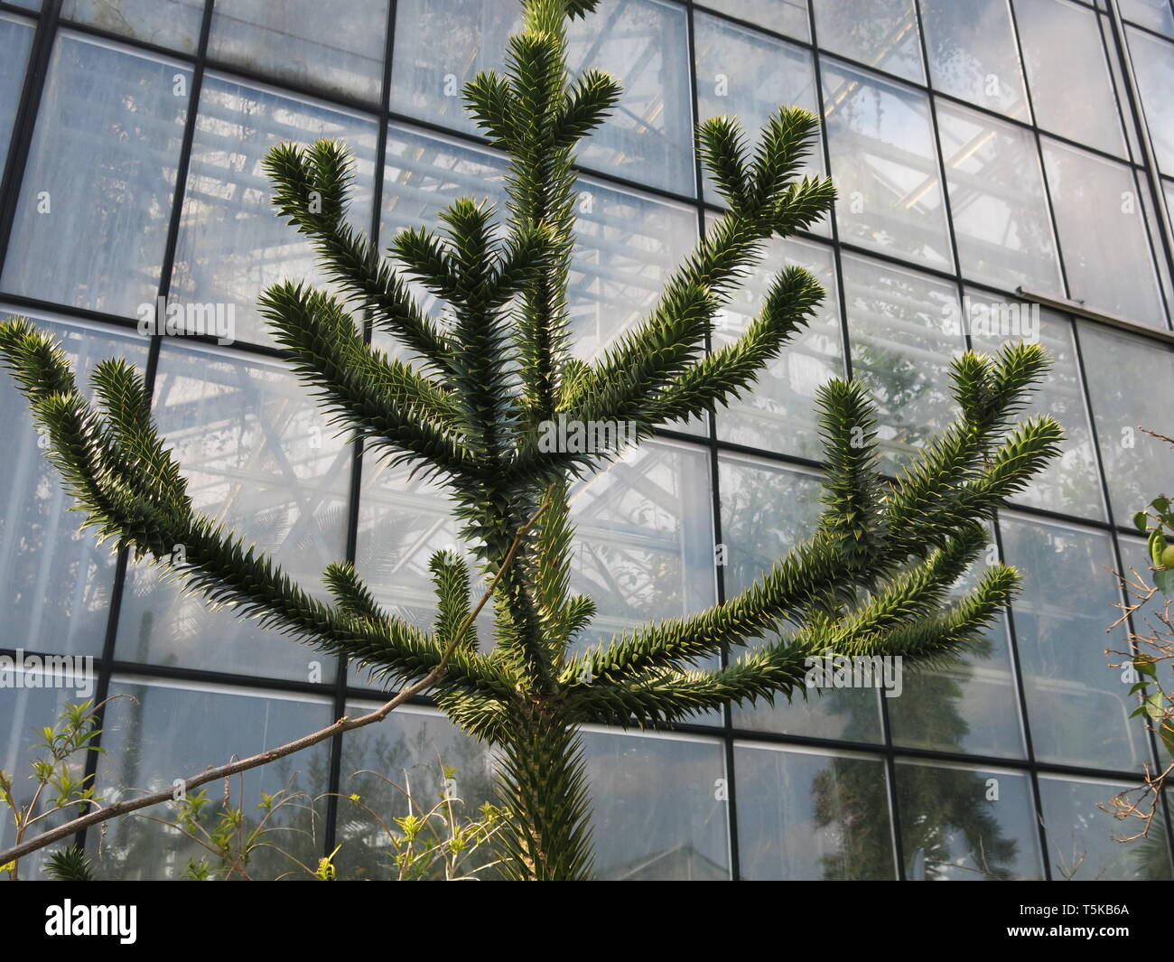 Botanischer garten utrecht Fotos und Bildmaterial in hoher Auflösung