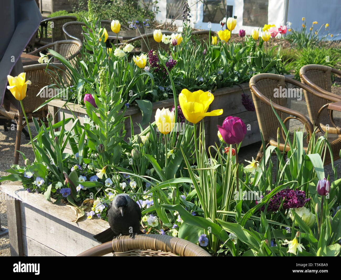Eine Amsel visits die Feder Pflanzmaschinen mit Tulpen gefüllten neben den Tischen und Stühlen im Coffee Shop in Utrecht Botanic Gardens; April 2019 Stockfoto