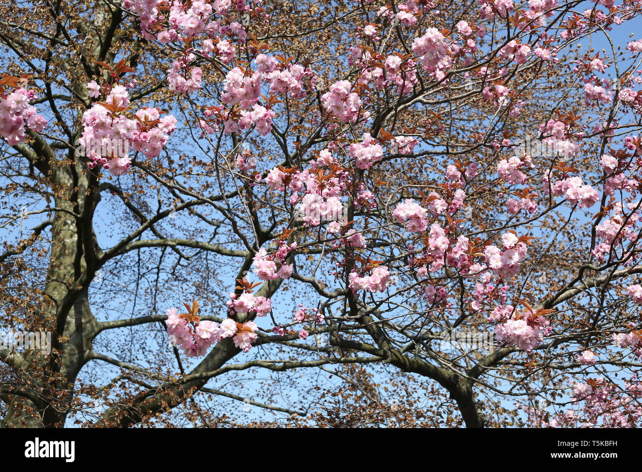Weihnachten Nussknacker Spielzeug mit hellen blauen Hintergrund Stockfoto