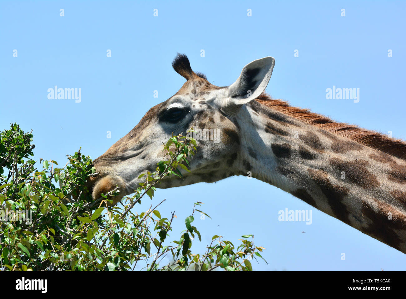 Masai Giraffe. Maasai Giraffe, Massai-Giraffe, Giraffa Camelopardalis tippelskirchi, maszáj zsiráf Stockfoto