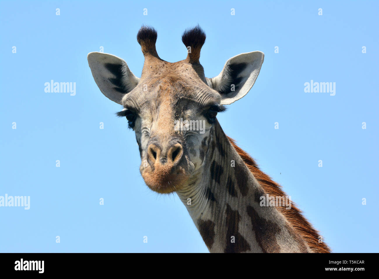 Masai Giraffe. Maasai Giraffe, Massai-Giraffe, Giraffa Camelopardalis tippelskirchi, maszáj zsiráf Stockfoto