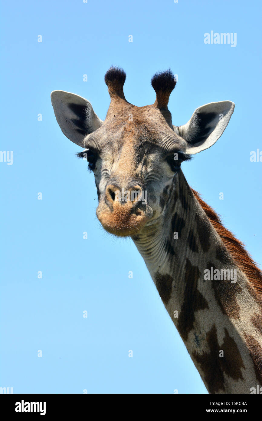 Masai Giraffe. Maasai Giraffe, Massai-Giraffe, Giraffa Camelopardalis tippelskirchi, maszáj zsiráf Stockfoto