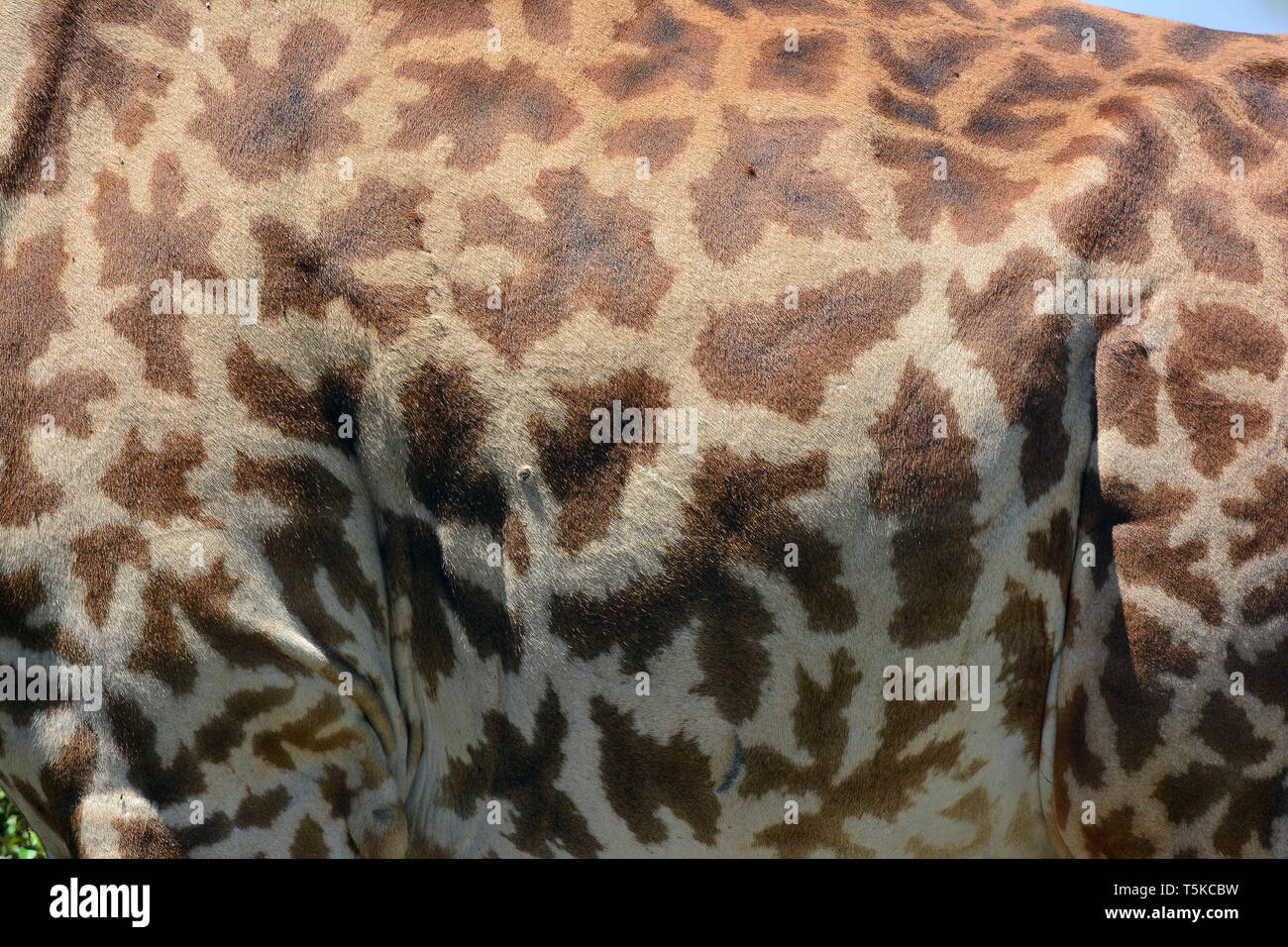 Masai Giraffe. Maasai Giraffe, Massai-Giraffe, Giraffa Camelopardalis tippelskirchi, maszáj zsiráf Stockfoto