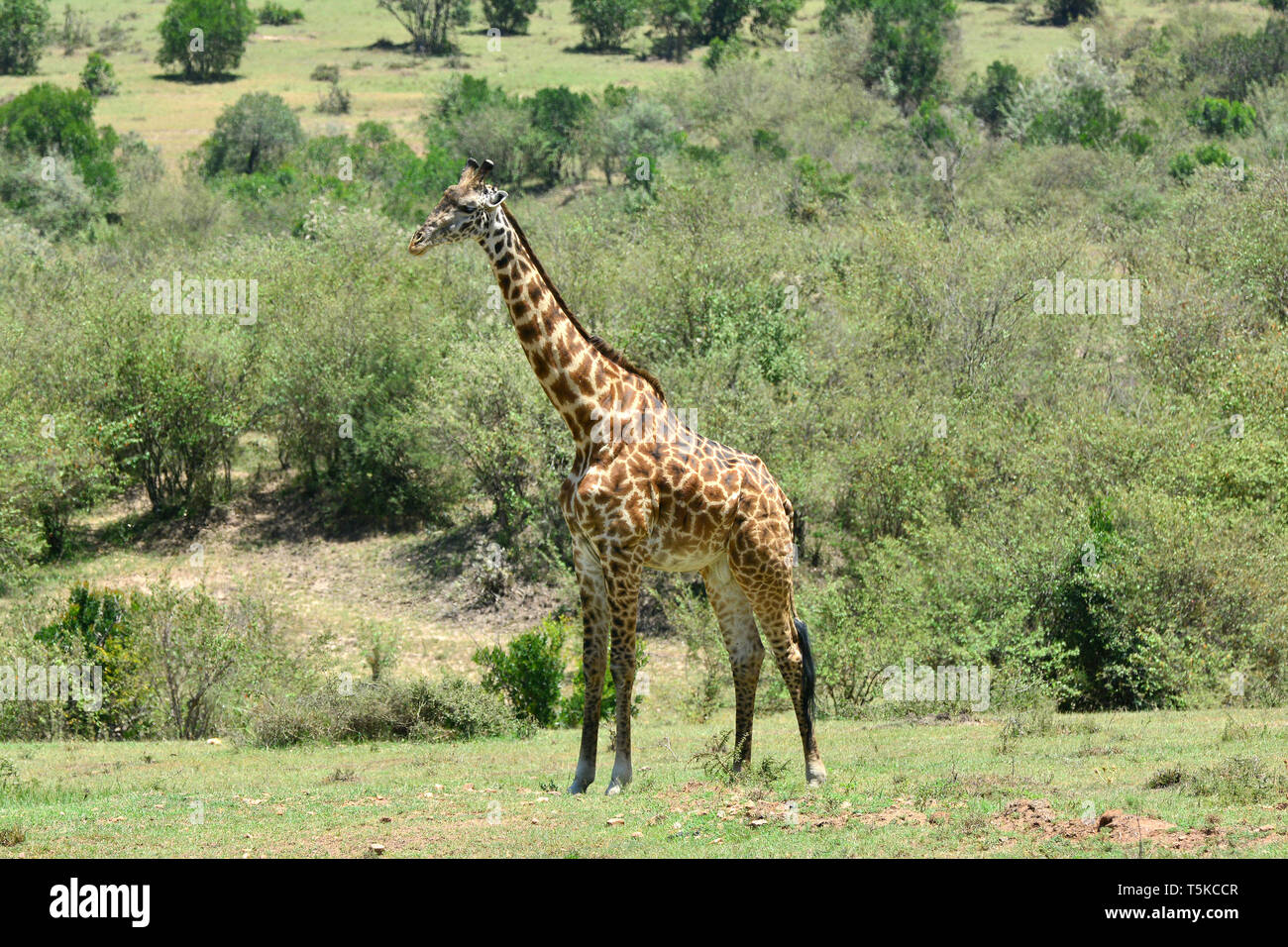 Masai Giraffe. Maasai Giraffe, Massai-Giraffe, Giraffa Camelopardalis tippelskirchi, maszáj zsiráf Stockfoto