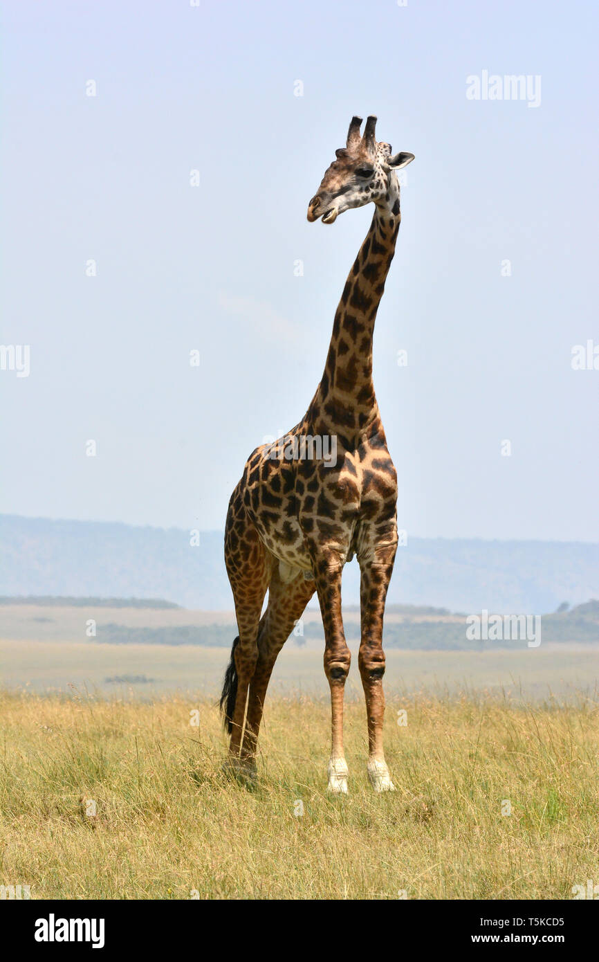 Masai Giraffe. Maasai Giraffe, Massai-Giraffe, Giraffa Camelopardalis tippelskirchi, maszáj zsiráf Stockfoto