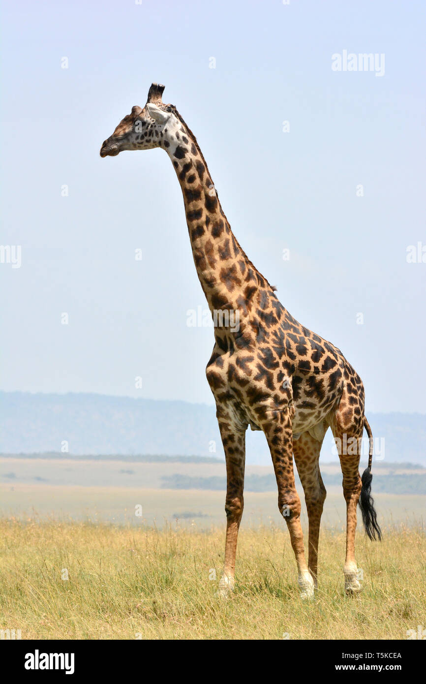 Masai Giraffe. Maasai Giraffe, Massai-Giraffe, Giraffa Camelopardalis tippelskirchi, maszáj zsiráf Stockfoto