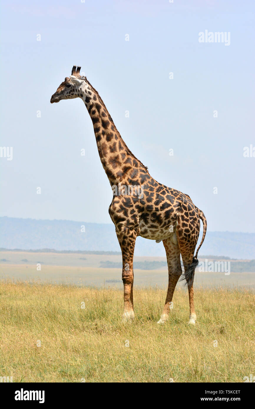 Masai Giraffe. Maasai Giraffe, Massai-Giraffe, Giraffa Camelopardalis tippelskirchi, maszáj zsiráf Stockfoto