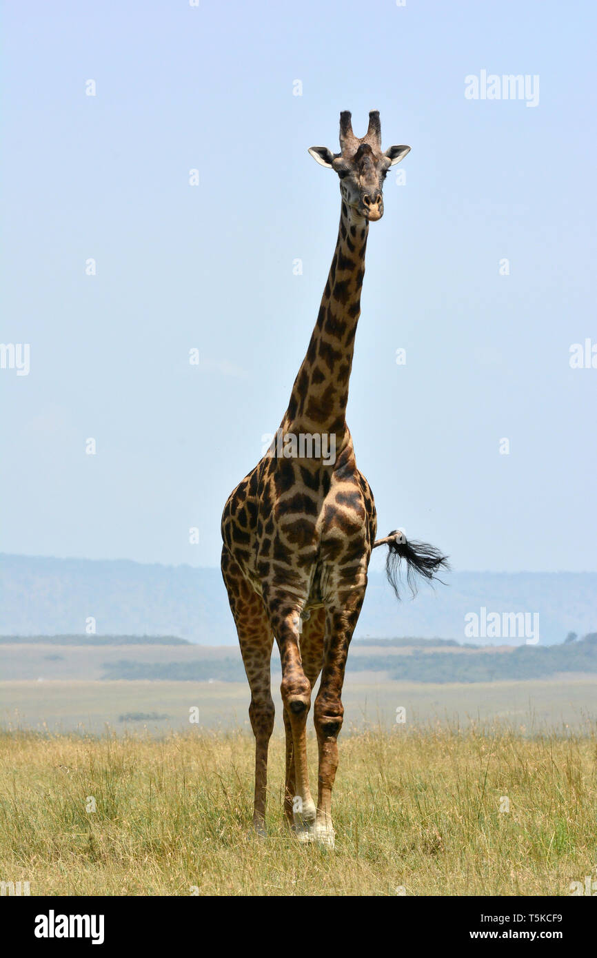 Masai Giraffe. Maasai Giraffe, Massai-Giraffe, Giraffa Camelopardalis tippelskirchi, maszáj zsiráf Stockfoto