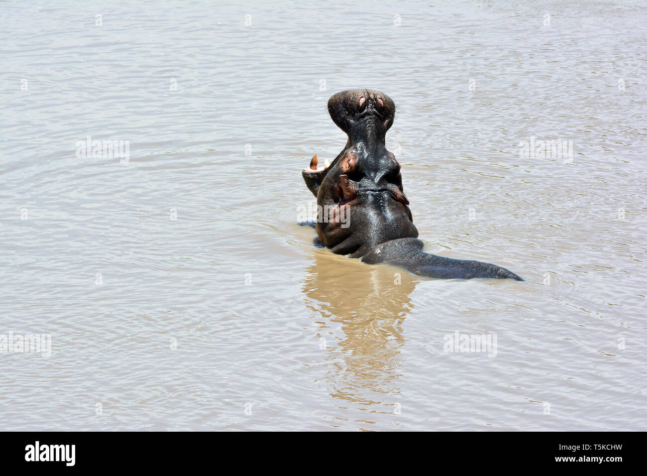 Nilpferd. Flusspferd, Nilpferd, Großflusspferd, Hippopotamus amphibius, nílusi víziló, Afrika, Kenia, Masai Mara, Stockfoto