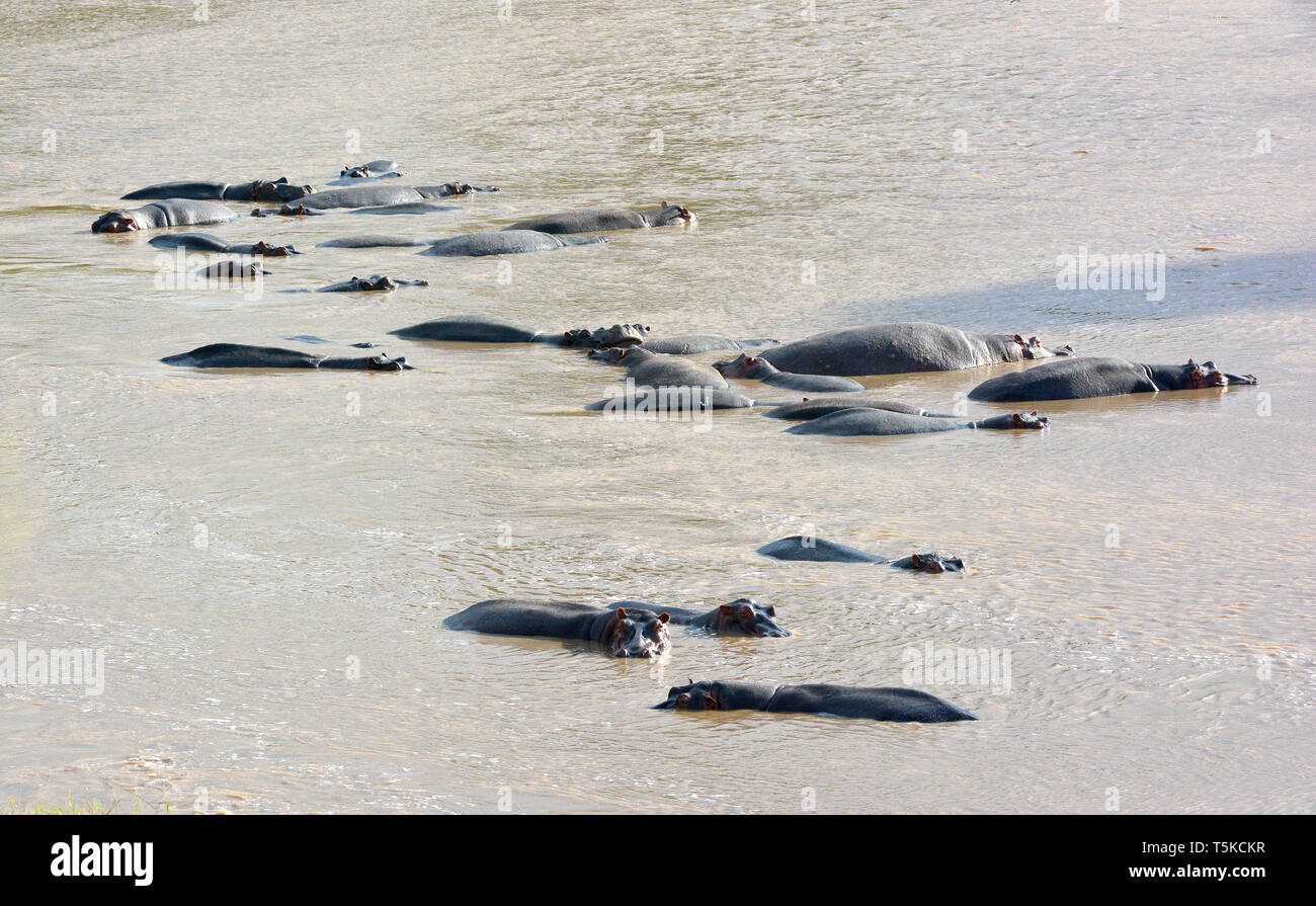 Nilpferd. Flusspferd, Nilpferd, Großflusspferd, Hippopotamus amphibius, nílusi víziló, Afrika, Kenia, Masai Mara, Stockfoto