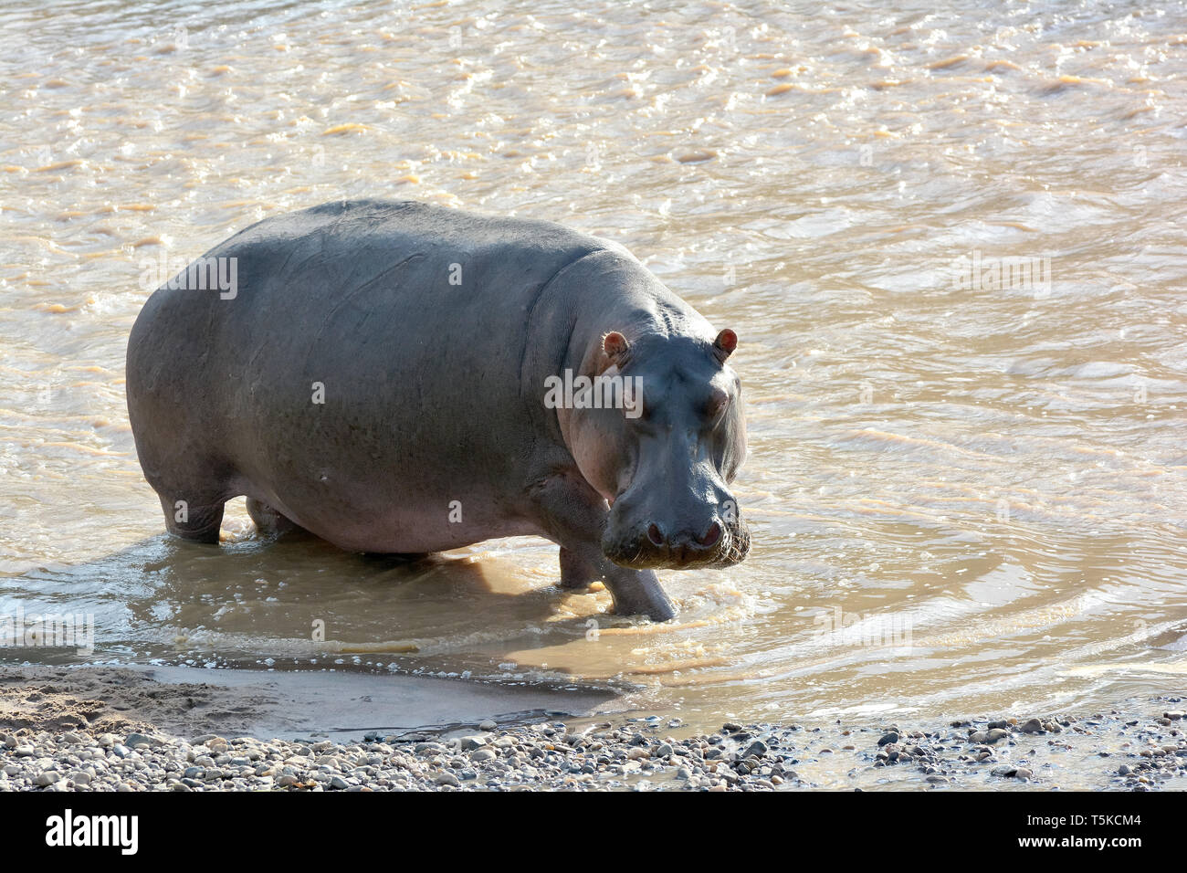 Nilpferd. Flusspferd, Nilpferd, Großflusspferd, Hippopotamus amphibius, nílusi víziló, Afrika, Kenia, Masai Mara, Stockfoto