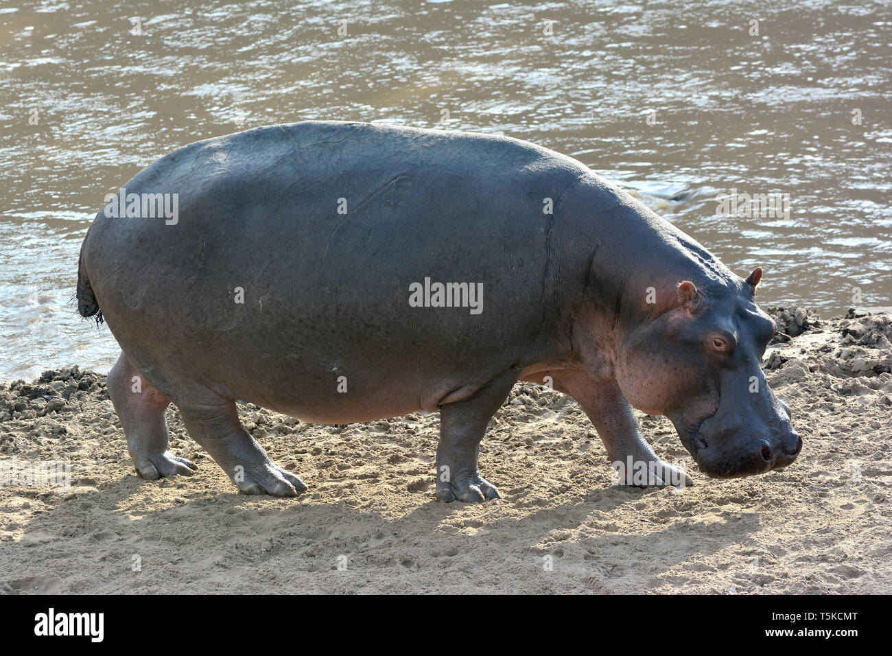 Nilpferd. Flusspferd, Nilpferd, Großflusspferd, Hippopotamus amphibius, nílusi víziló, Afrika, Kenia, Masai Mara, Stockfoto