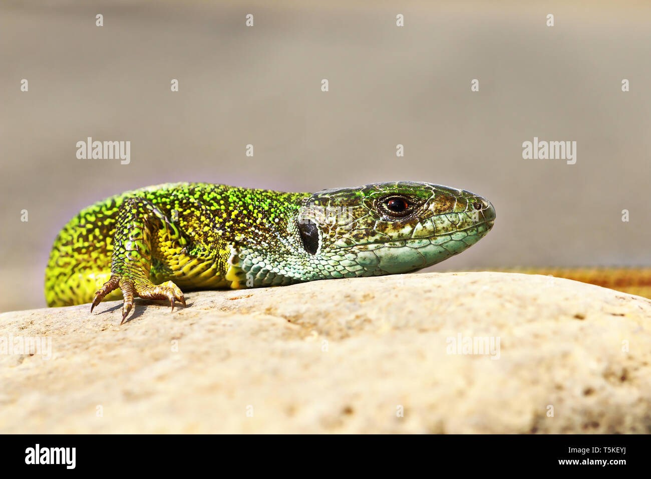 Detail der grüne Eidechse in der natürlichen Umwelt (Lacerta viridis) Stockfoto