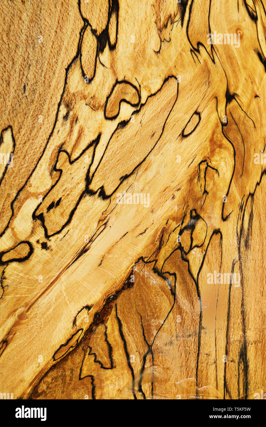 Detaillierte Holz- Textur bereit für Ihr Design Stockfoto