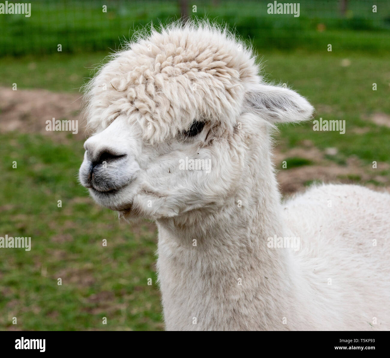 Cute Alpaka Stockfoto