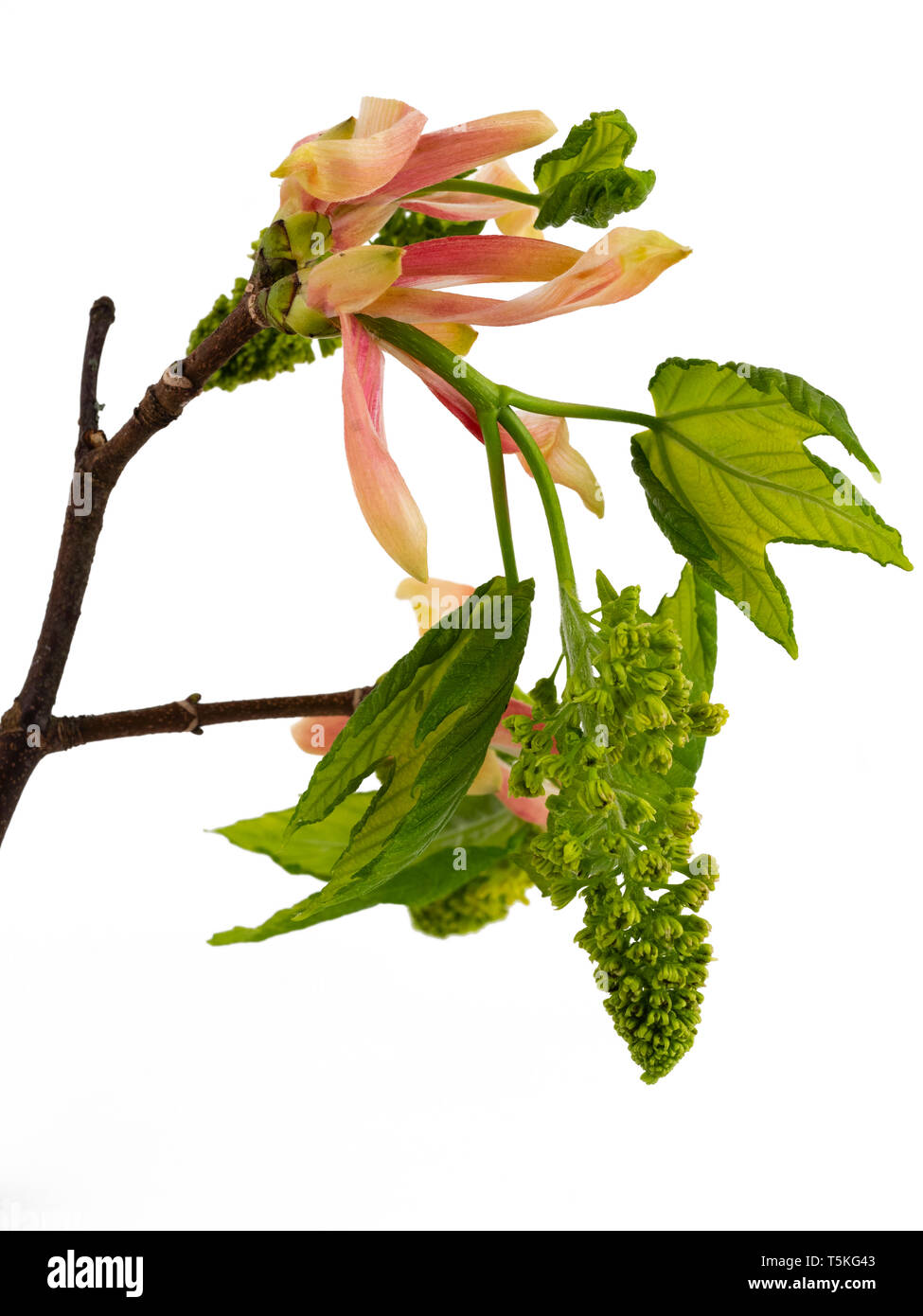 Neue Blumen und Blätter von Acer pseudoplatanus Bergahorn, den Baum, auf weißem Hintergrund Stockfoto